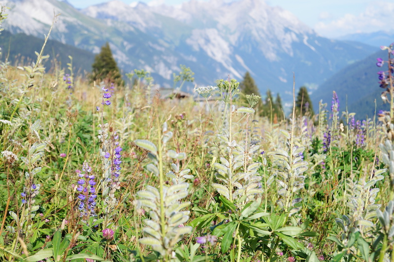 Mountain Yoga Festival St. Anton Wiese