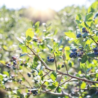 Mehr Energie - Blaubeeren